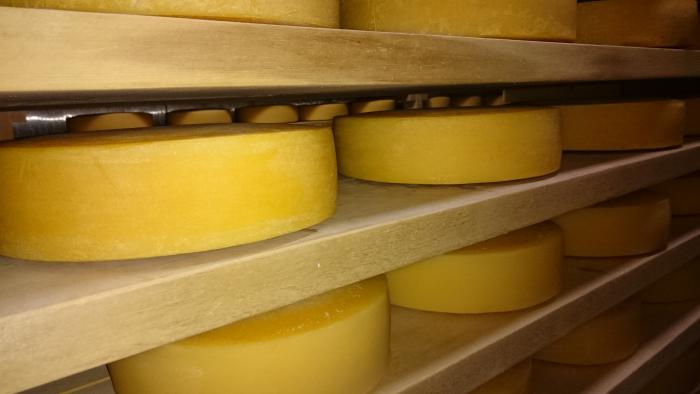 熟成中のチーズ