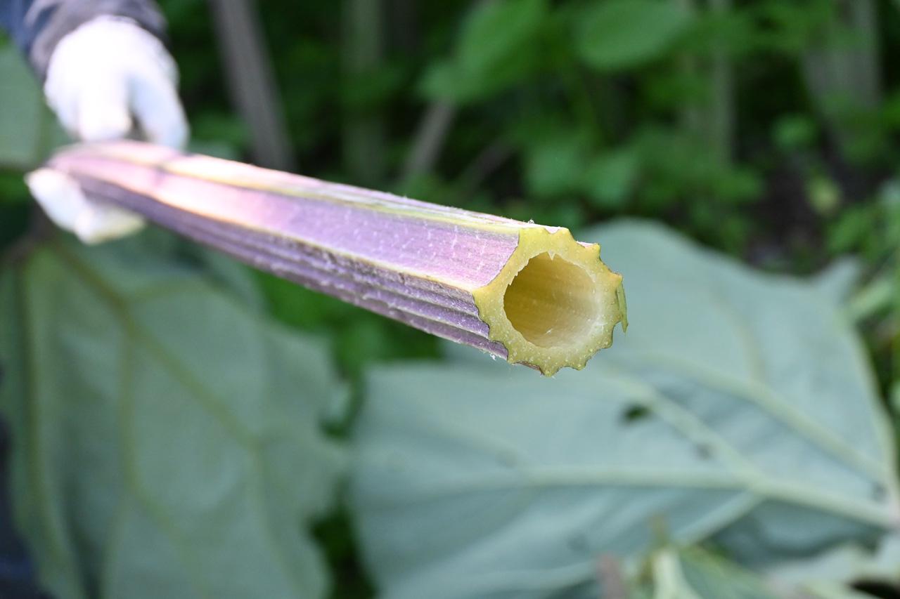 DSC_3017
