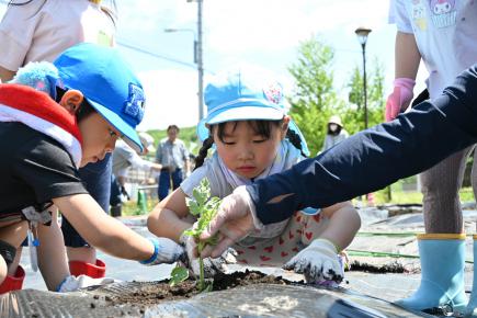 2025年6月5日　町認定こども園どんぐりでぱんだ組が畑づくり